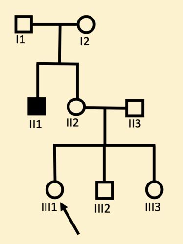 Pedigrees And Risk Flashcards Quizlet