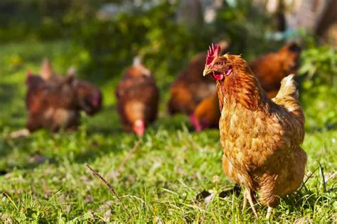 9 Scents That Chickens Hate And How To Use Them Pest Pointers