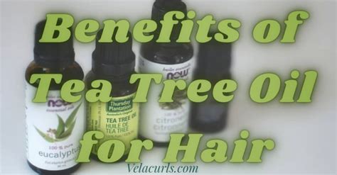 7 Interesting Benefits Of Tea Tree Oil For Hair And More