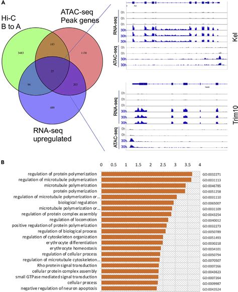 Cross Analyses Of Hi C Atac Seq And Rna Seq A Green Genes Switched