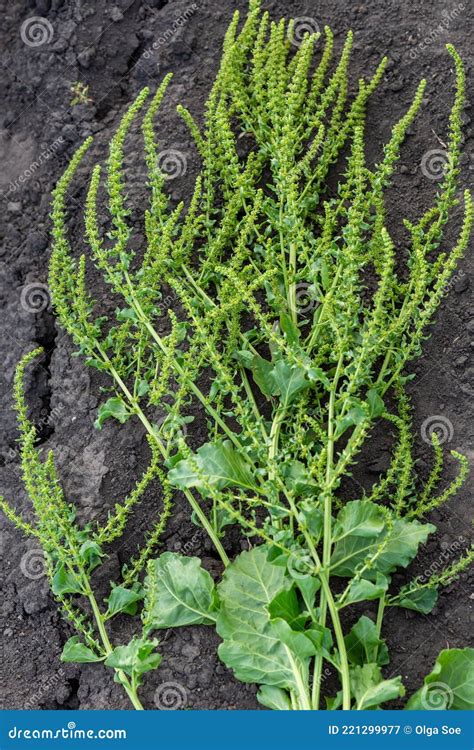 Inflorescence Of Sugar Beet Close Up In The Field Stock Image Image