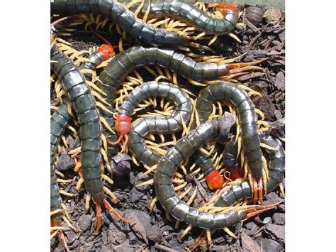 Arthropods Part Subphylum Myriapoda Class Chilopoda Centipedes