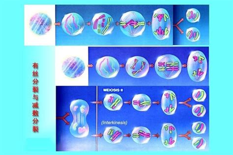 四分体生物学术语搜狗百科