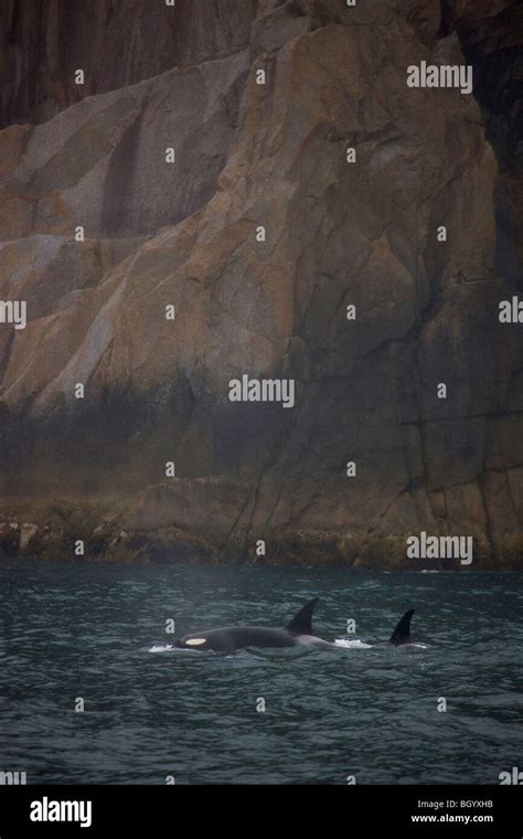 Orca Whales Kenai Fjords National Park Alaska Stock Photo Alamy