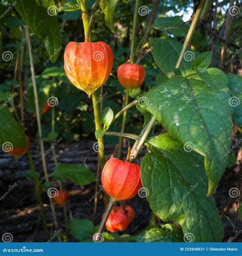 Physalis Alkekengi La Vessie Cerise Ou Lanterne Chinoise Dans La Nature