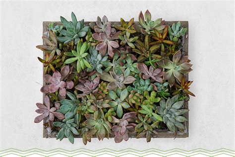 11 Adorable Mini Succulents Uses + Growing Tips - ProFlowers Blog