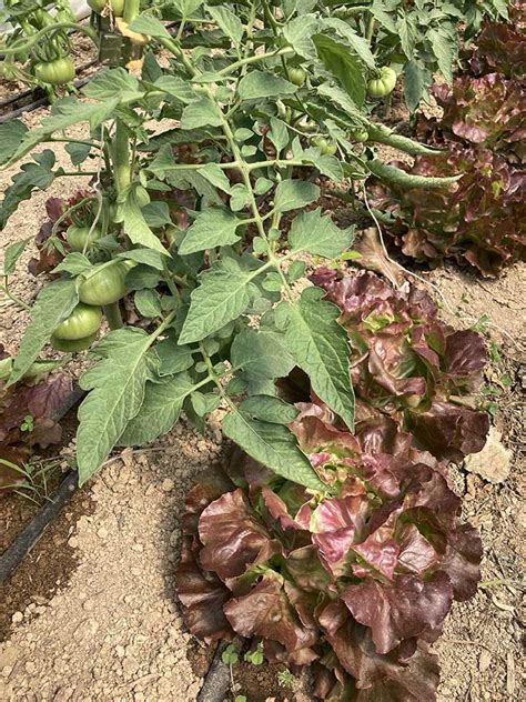 The Best Tomato Companion Plants Backyard Gardeners Network