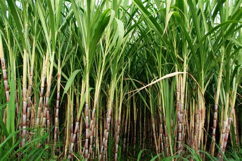 Mackay Sugar Cane - Queensland Farmers' Federation