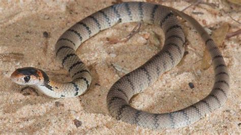 Brown snake venom even more deadly with age - Australian Geographic