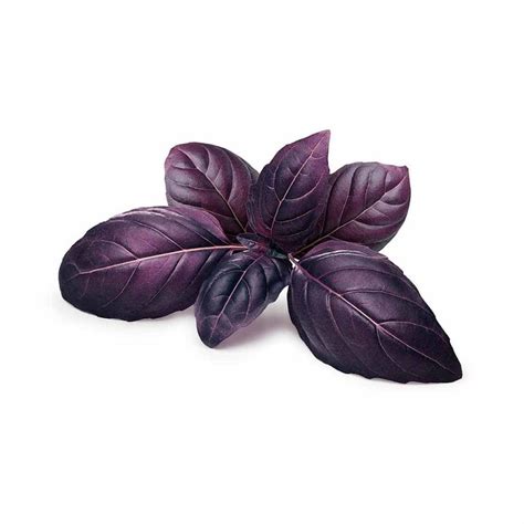 Albahaca Morada 1 Rollo Figo Ecomercado