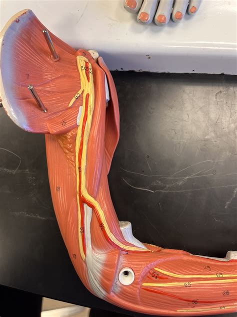 Cardiovascular System Anatomy Diagram Quizlet