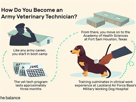 How To Become Veterinary Assistant Phaseisland17