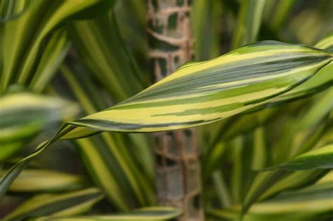 4 Dracaena Plant Benefits - ProGardenTips