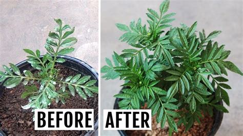 Marigold Leaves Are Curling Causes How To Treat Leaf Curl Youtube