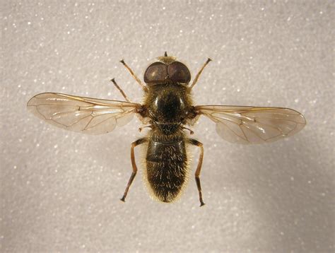 Cheilosia Nebulosa Pinned Male Deep Dean Sussex Flickr