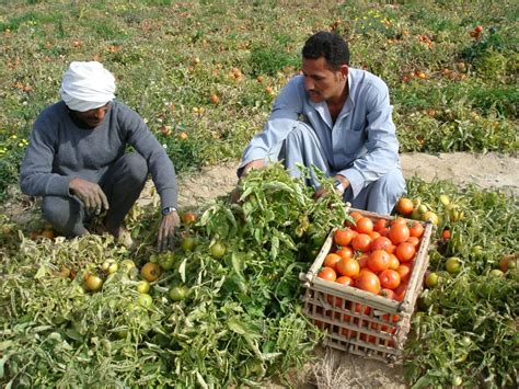 نقيب الفلاحين انتظروا ارتفاعا جنونيا في أسعار الطماطم خلال الأيام