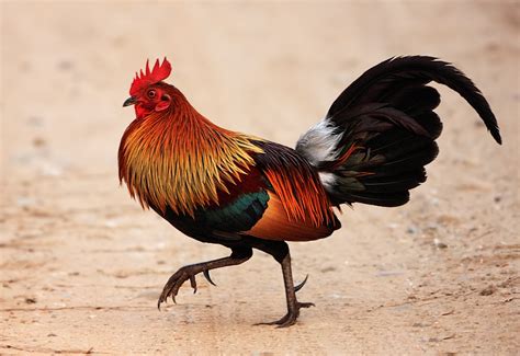 File:Red jungle fowl.png - Wikimedia Commons