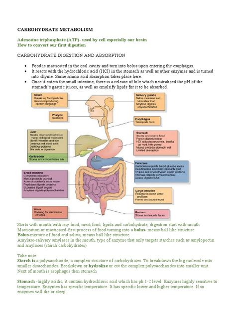 Carbohydrate Metabolism | PDF | Glycolysis | Digestion