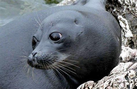 Baikal Seal Ocean Treasures Memorial Library