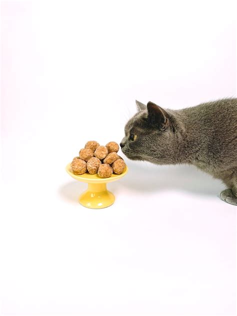 Can Cats Taste Sweetness? | Pet Care Advisors