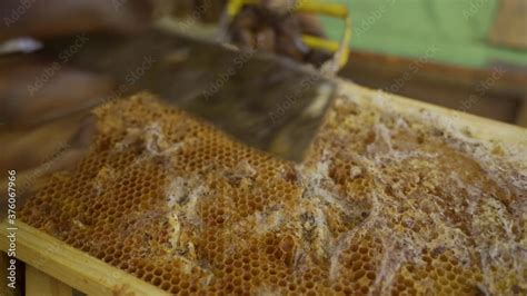 Bee Hive Affected By Moth Hive Damaged By Worms Affected Bee Hive