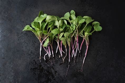 Watermelon Radishes- Beautiful Inside and Out – Anacortes Food Coop