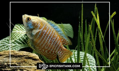 Your Complete Handbook for Dwarf Gourami Care - Epic Fish Tank