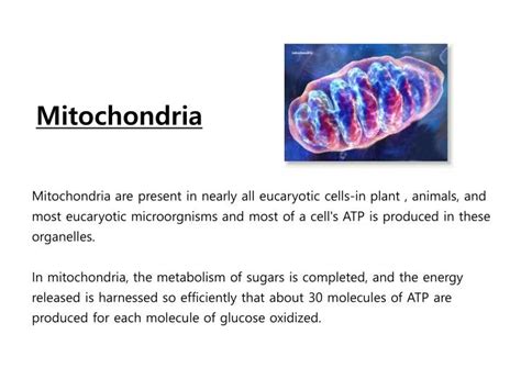 Ppt Mitochondria Powerpoint Presentation Free Download Id 2775272