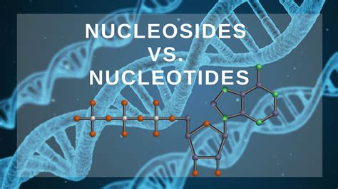 Nucleosides Vs Nucleotides Science Trends