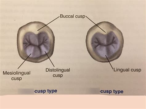 Molar Cusp Names At Florence Newton Blog