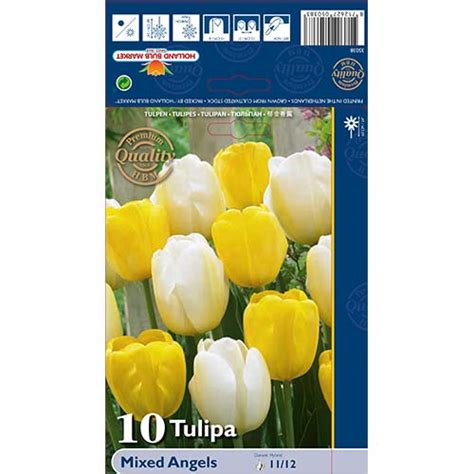 Tulip Darwin Angels Segu 70267 Sibulad Osta Soodsamalt GradinaMax Ee