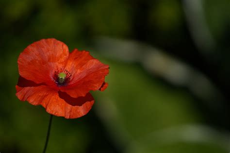 Mohn Blume Roter Rote Kostenloses Foto Auf Pixabay Pixabay