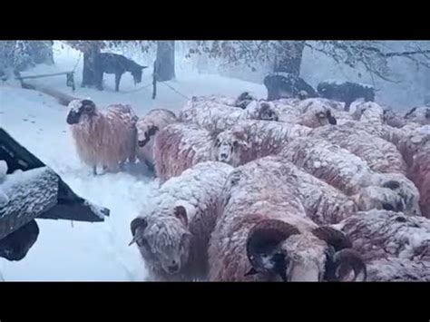 ČOBANE I OVCE SNIJEG I HLADNOČA TJERAJU SA PLANINA YouTube