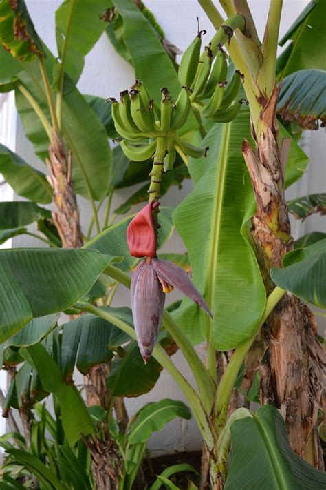 Hd Wallpaper Banana Tree Floral Plant Blossom Bloom Petal