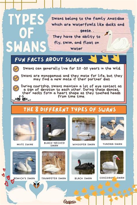 Discover the 8 Beautiful Types of Swans: An In-Depth Guide