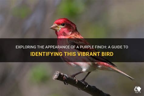 Exploring The Appearance Of A Purple Finch: A Guide To Identifying This