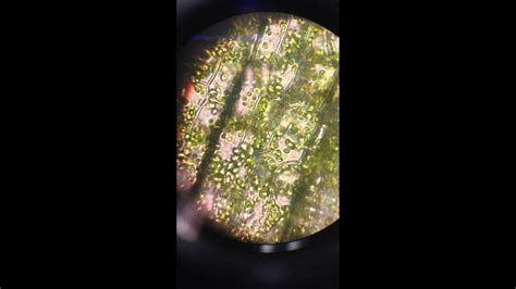 Chloroplast Flowing Inside The Plant Cell Under 100X Len Of A