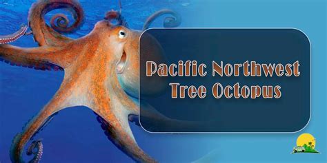 Remarkable Biology of the Pacific Northwest Tree Octopus - TravelProbes