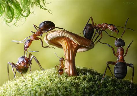 Fascinating Life Of Ants 28 Pics