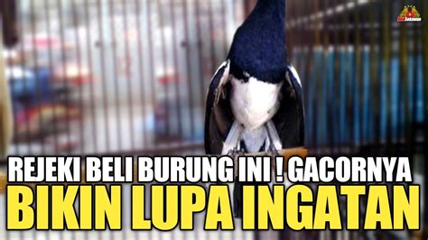 Bikin Terheran Heran Liat Koleksi Burung Kicau Mania Yang 1 Ini Youtube