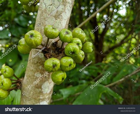 72 Buah Ara Images, Stock Photos & Vectors | Shutterstock