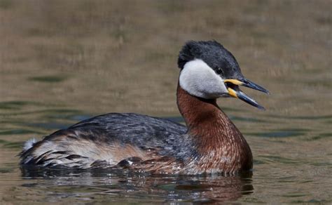 Red Kite Facts: Identification, Diet, Migration Info etc. - Binocular Base