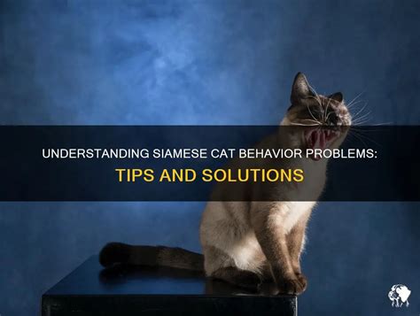 Understanding Siamese Cat Behavior Problems: Tips And Solutions | PetShun