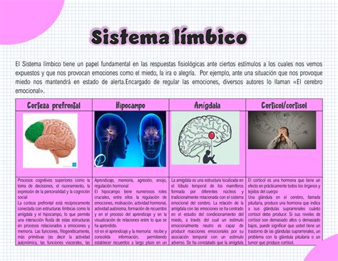 Sistema Limbiico El Sistema límbico tiene un papel fundamental en las