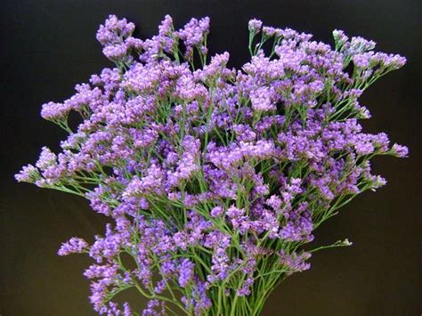 Safora limoniun. | Greenhouse flowers | Pinterest | Greenhouses and Purple