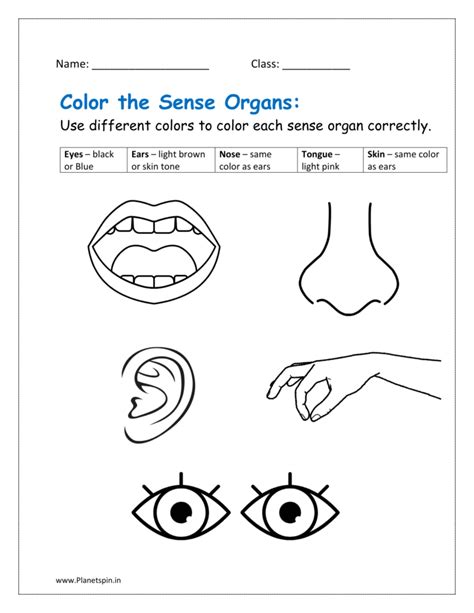 sense organs worksheet  kindergarten planetspinin