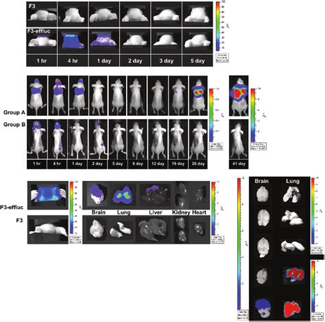 Representative In Vivo And Ex Vivo Images Of A Nude Mouse After