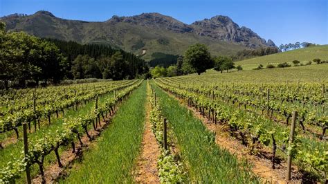 Unlock your vineyard’s potential with expert wine guide - Dining and ...