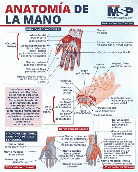 Anatom A De La Mano