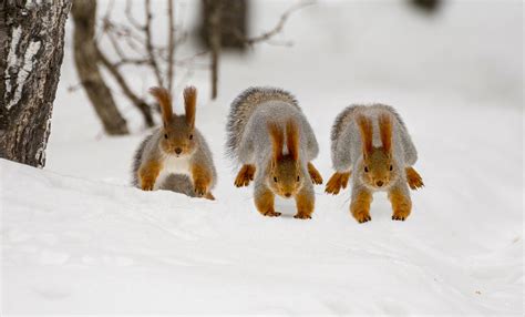 Rodent Snow Squirrel Wildlife Winter Wallpaper - Resolution:2200x1332 - ID:1164522 - wallha.com